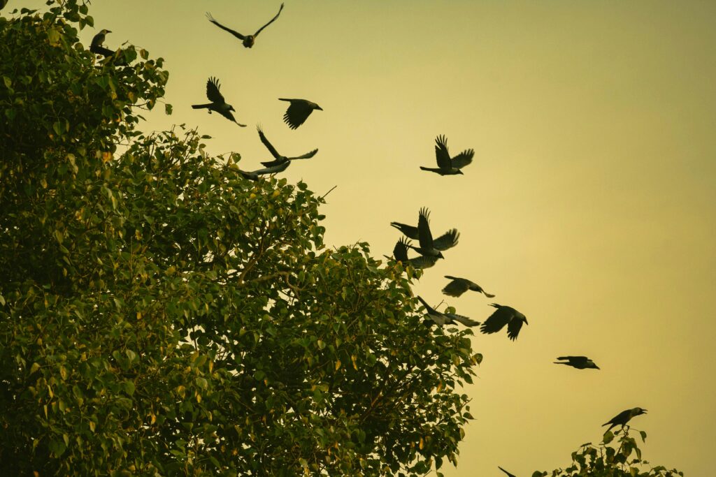 Read more about the article The Ancestral Song