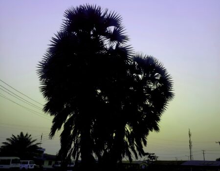 Palm Shadows at Dusk