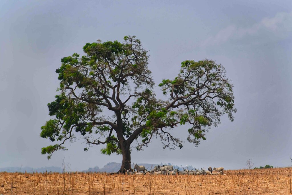 "Untitled" (2024) | Badna-Nassarawa, Nigeria