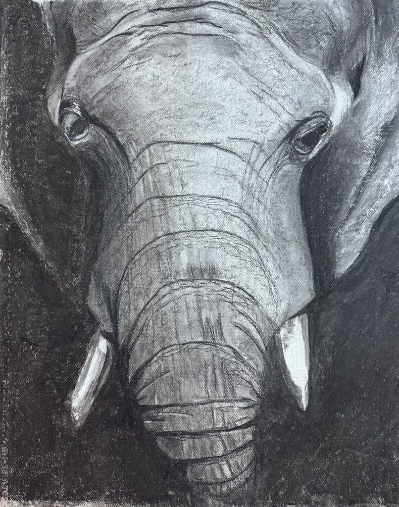 Read more about the article Tusks