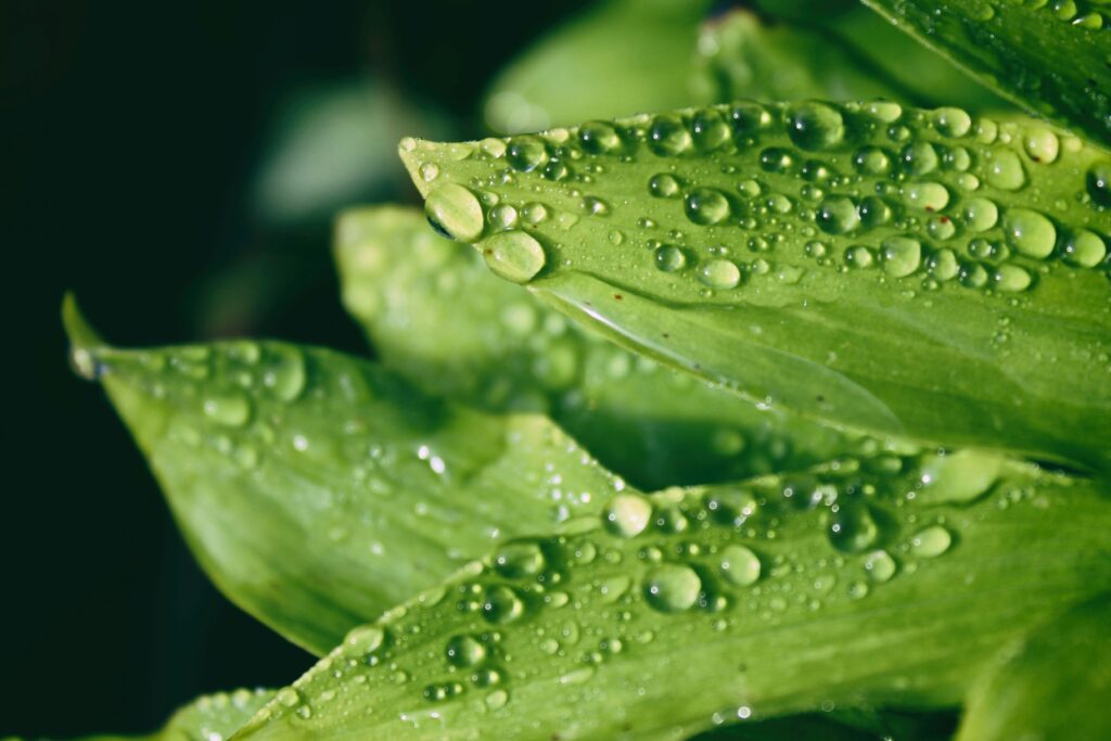 Read more about the article Patron Saint of Dying Waters