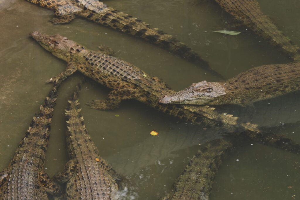 Read more about the article Moremi’s Escape