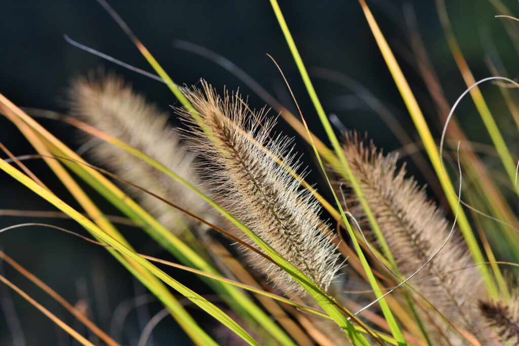 Read more about the article The Reeds of Kalwanyemba