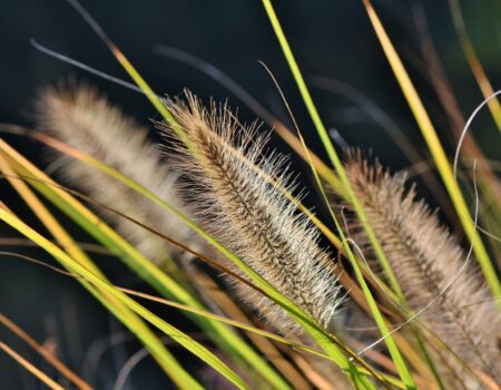 The Reeds of Kalwanyemba